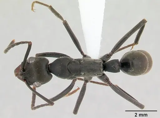 Neoponera verenae - CASENT0178187