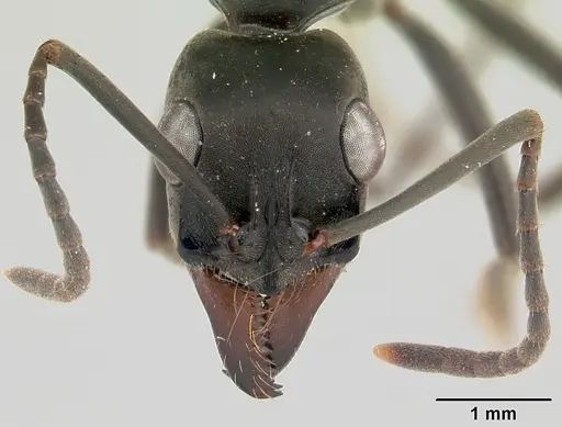 Neoponera verenae - CASENT0178187