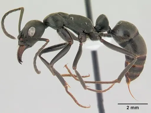 Neoponera verenae - CASENT0178187