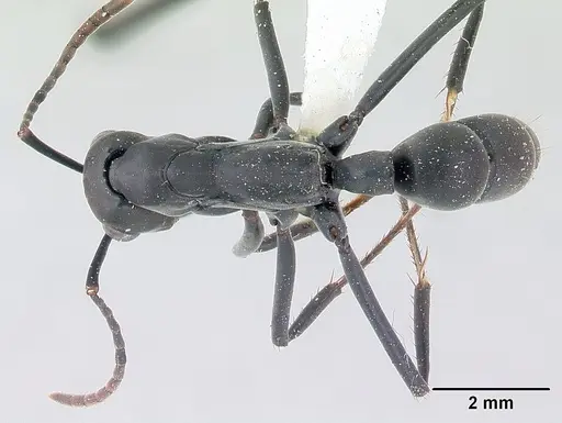 Neoponera verenae - CASENT0178684