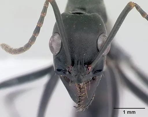 Neoponera verenae - CASENT0178684