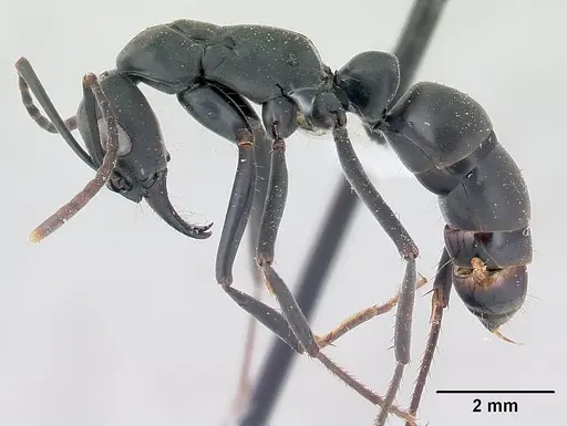 Neoponera verenae - CASENT0178684