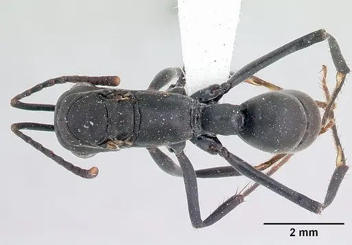 Neoponera verenae - CASENT0178685