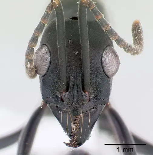 Neoponera verenae - CASENT0178685