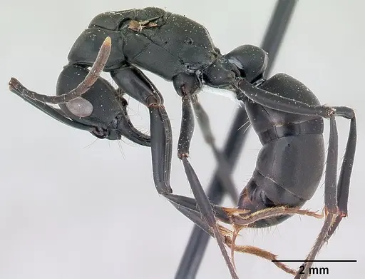 Neoponera verenae - CASENT0178685