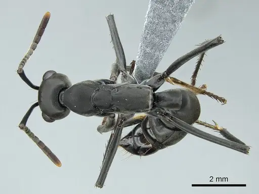 Neoponera verenae - CASENT0845821