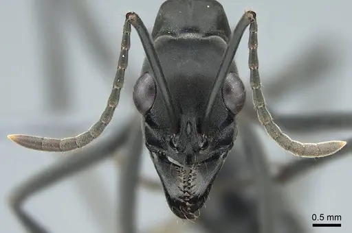 Neoponera verenae - CASENT0845821