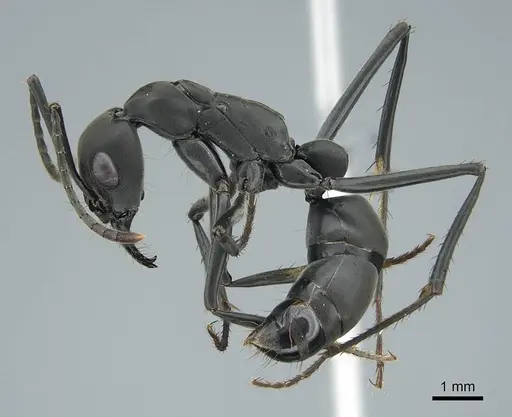 Neoponera verenae - CASENT0845821
