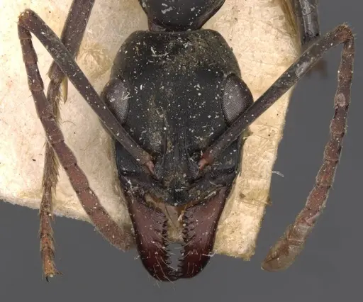 Neoponera verenae - CASENT0907236