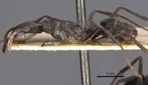 Neoponera verenae - CASENT0907236