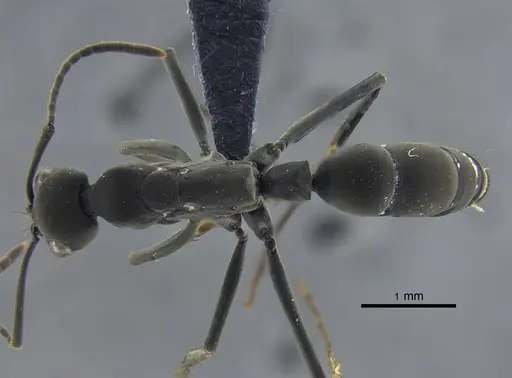 Neoponera verenae - CBUMAGENT41726