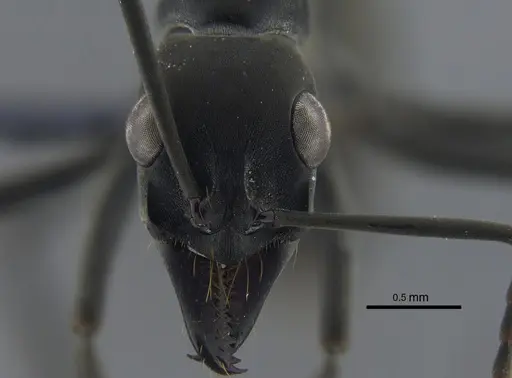 Neoponera verenae - CBUMAGENT41726