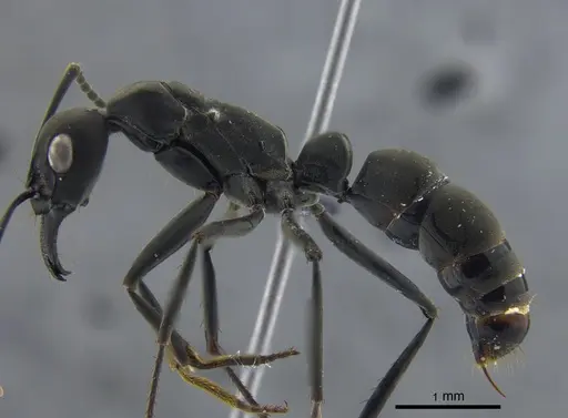 Neoponera verenae - CBUMAGENT41726