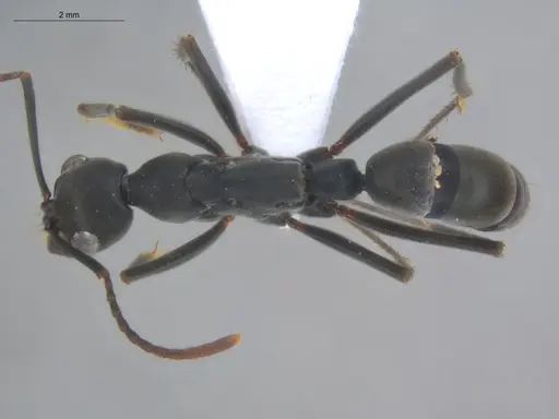 Neoponera verenae - ECOFOG-MI15-0124-31