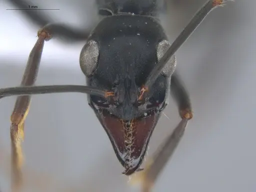 Neoponera verenae - ECOFOG-MI15-0124-31