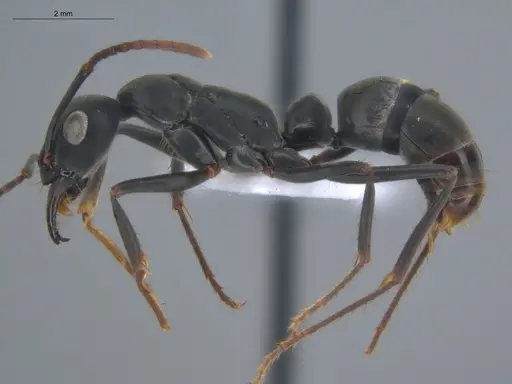 Neoponera verenae - ECOFOG-MI15-0124-31