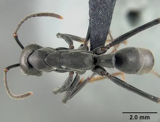 Neoponera verenae - USNMENT01124301