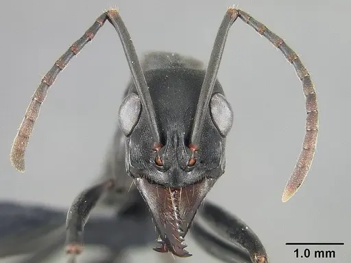 Neoponera verenae - USNMENT01124301