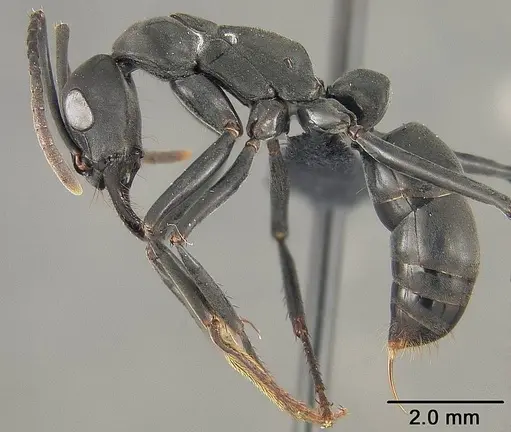 Neoponera verenae - USNMENT01124301