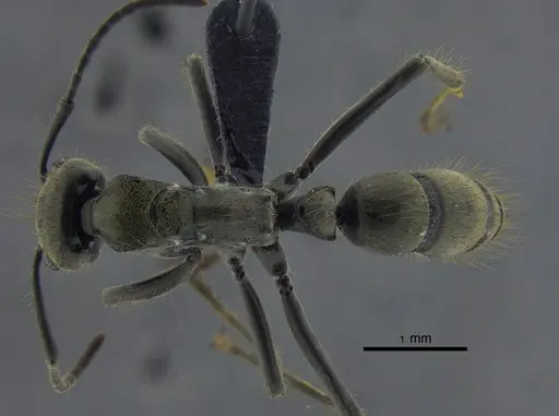 Neoponera zuparkoi specimen