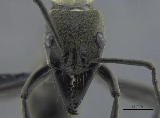 Neoponera zuparkoi specimen