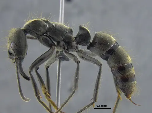 Neoponera zuparkoi specimen