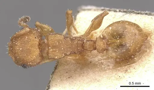 Nesomyrmex argentinus specimen