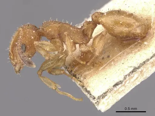 Nesomyrmex argentinus specimen