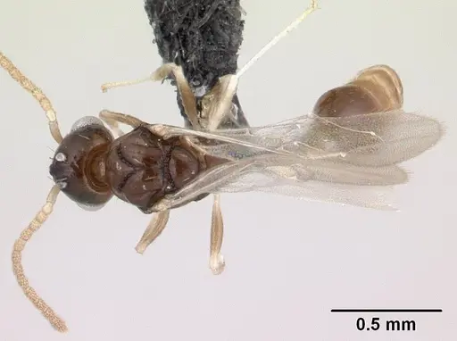 Nesomyrmex bidentatus specimen