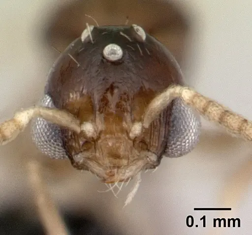 Nesomyrmex bidentatus specimen