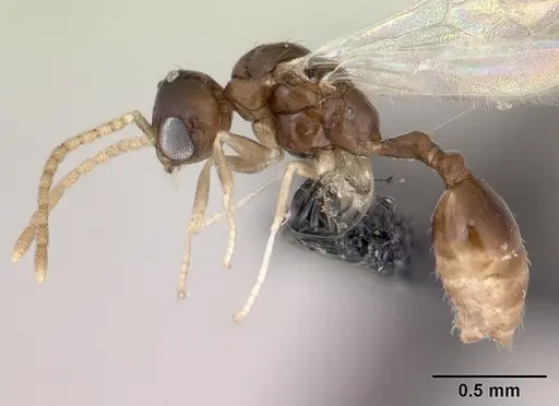 Nesomyrmex bidentatus specimen
