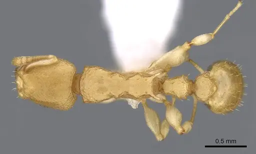 Nesomyrmex brasiliensis specimen