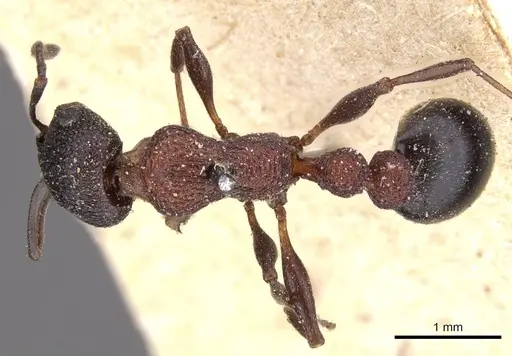 Nesomyrmex braunsi specimen