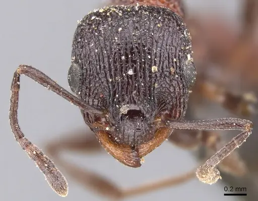 Nesomyrmex braunsi specimen