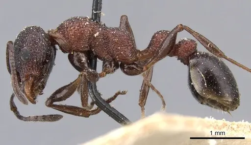 Nesomyrmex braunsi specimen