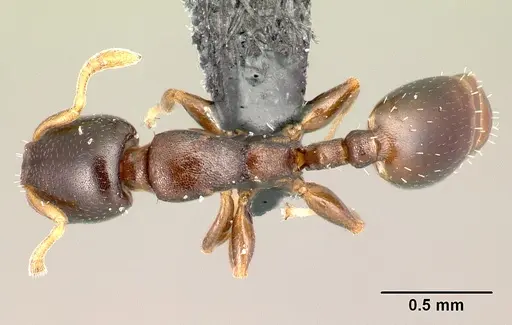 Nesomyrmex brevicornis specimen