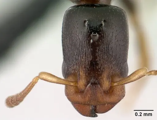 Nesomyrmex brevicornis - CASENT0143936