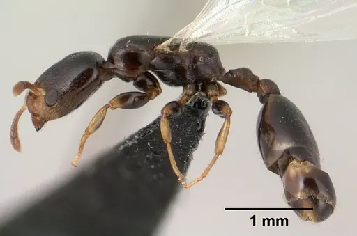 Nesomyrmex brevicornis - CASENT0143936