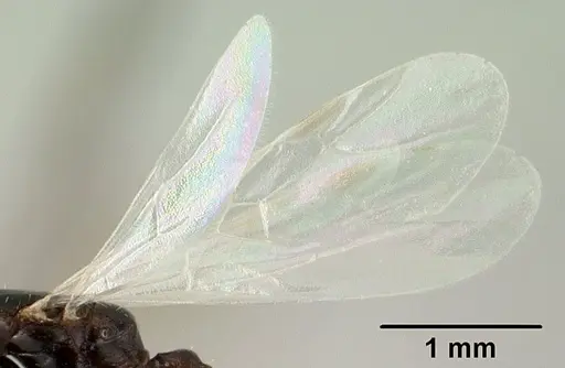 Nesomyrmex brevicornis - CASENT0143936