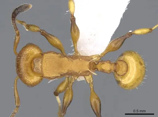 Nesomyrmex brimodus specimen