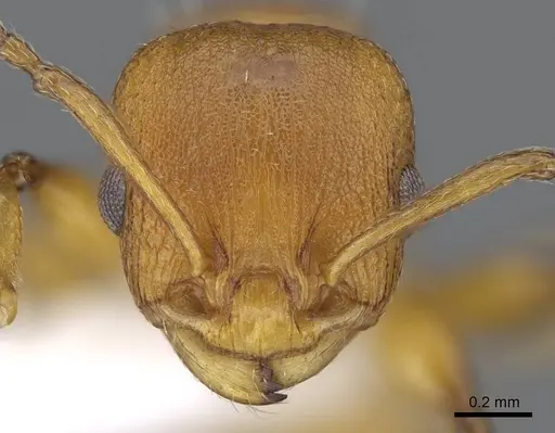 Nesomyrmex brimodus specimen