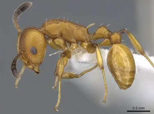 Nesomyrmex brimodus specimen