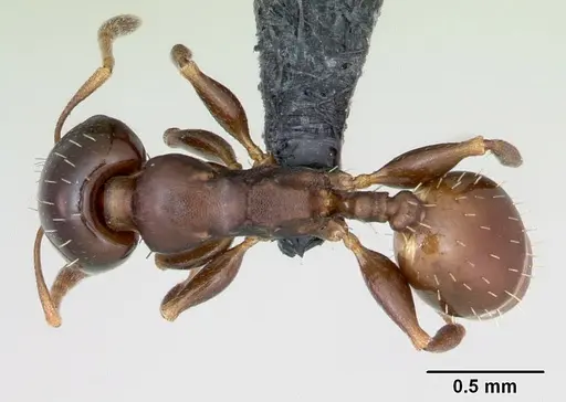 Nesomyrmex brunneus specimen