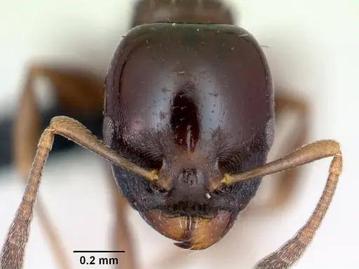 Nesomyrmex brunneus specimen