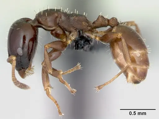 Nesomyrmex brunneus specimen
