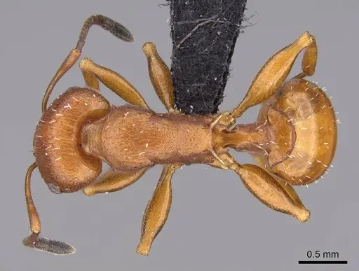 Nesomyrmex capricornis specimen
