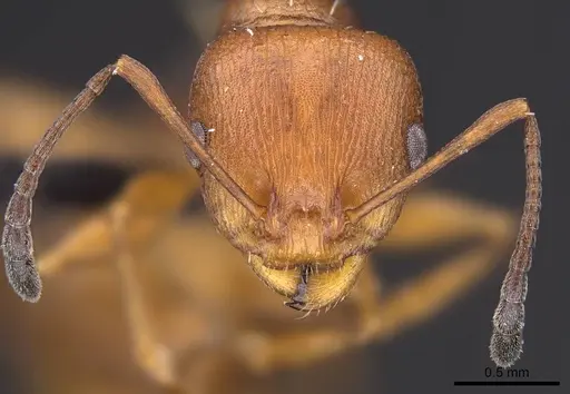 Nesomyrmex capricornis specimen
