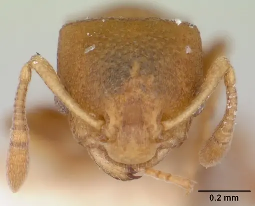 Nesomyrmex cataulacoides specimen