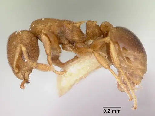 Nesomyrmex cataulacoides specimen