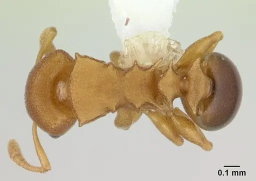 Nesomyrmex cataulacoides - CASENT0178300